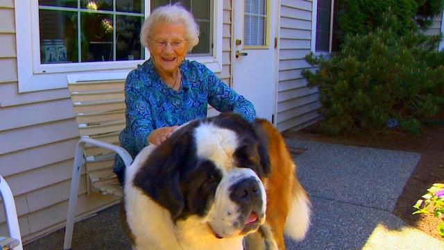 Old Woman Was About To Lose Her Life, Then Her Two Giant Dogs Did Something Unbelievable Saving Her