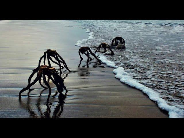Never seen before Weird Sea Creatures emerged from the Ocean on a Island in Japan