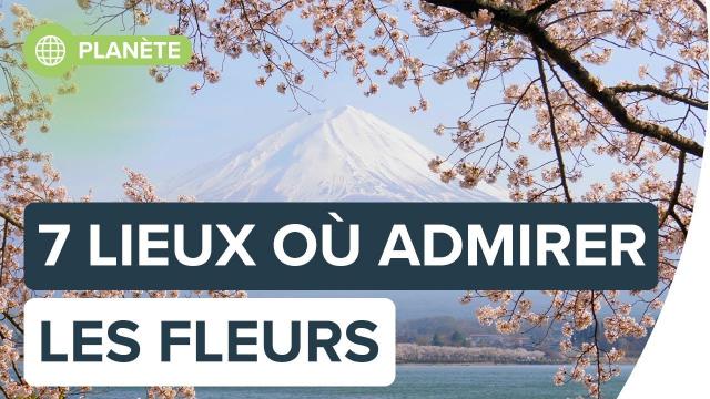 Printemps : où admirer les plus beaux champs de fleurs ? | Futura