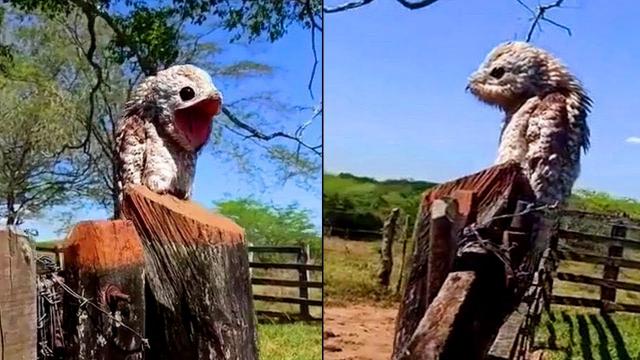 Woman Sees Strange Bird – But She Realizes Too Late What It Really Is