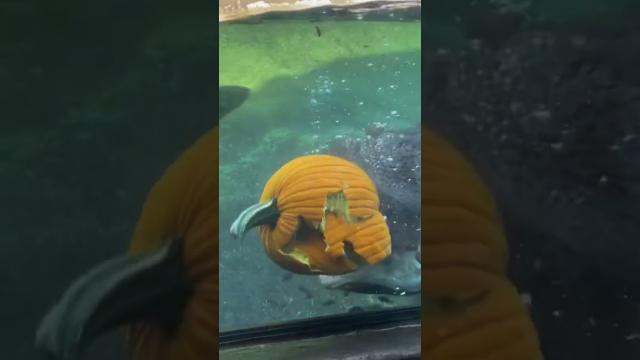 Hippo Eat Pumpkin 5