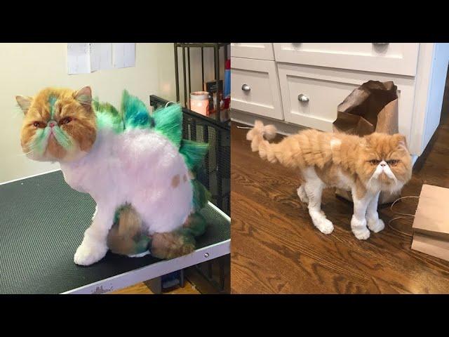 People are doing this to their cats now