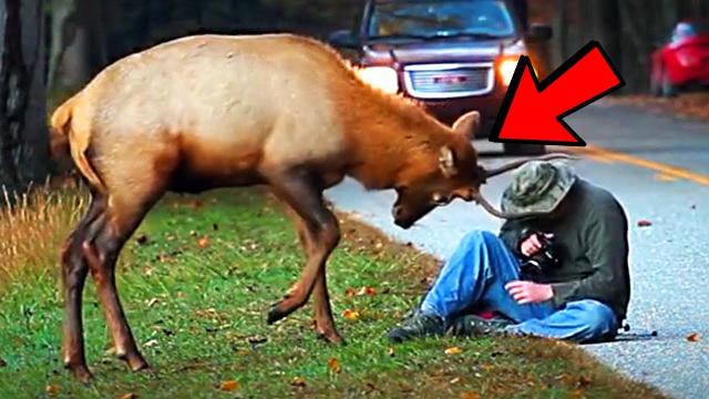 Reindeer Pushes Homeless Man to the Middle of the Road and the Reason Why Will Shock You