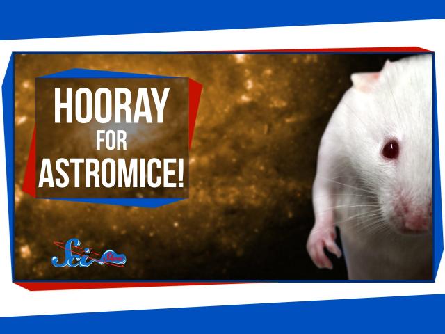 Hooray for Astromice!
