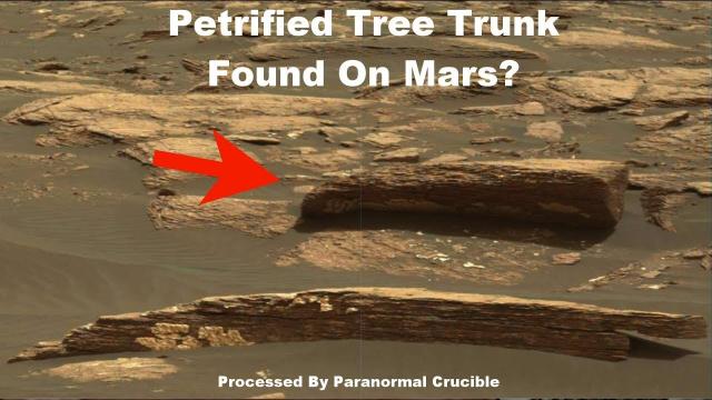 Petrified Tree Trunk Found On Mars?