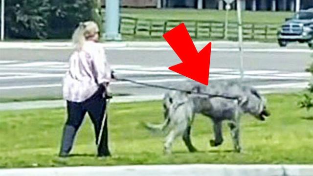 Woman spotted walking 'giant mutant beast' sparks fears monster wolves are real