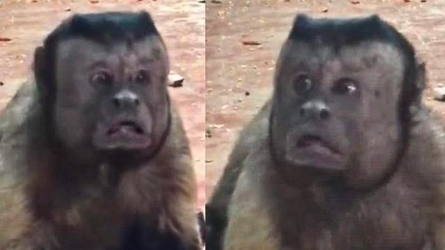Monkey Shocks Zookeeper With Human-Like Baby, Vet Is Shocked After Doing DNA Test