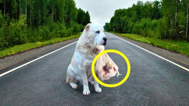 Dog Refuses To Let Duck Go   When Vet Arrives And Sees It He Shouts Run For Your Life !