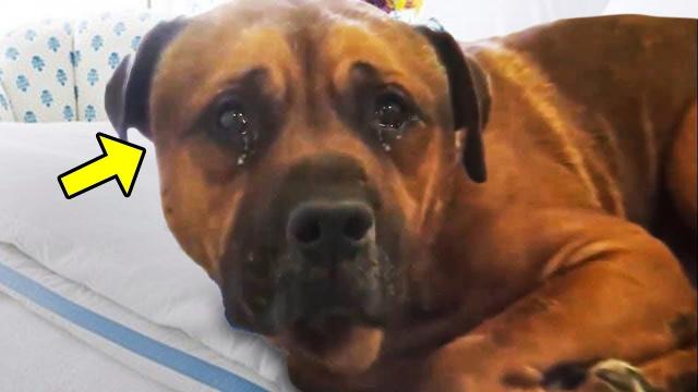Emotional Rescue  Police Discover Crying Dog Clinging to Secretive Bag – Shocking Revelation Inside!
