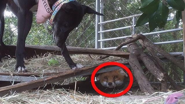 A Farmer Was Set To Shoot This Baby Fox, But Fate Stepped In And An Adorable Friendship Bloomed