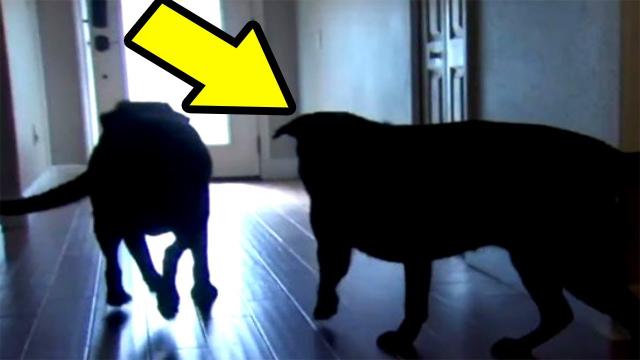 Old Woman Was About To Lose Her Life, Then Her Two Giant Dogs Did Something Unbelievable Saving Her