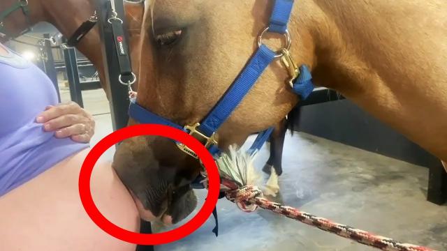 Horse Hugs Pregnant Woman – Doctor Sees Ultrasound And Calls Police