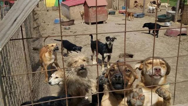 These  Dogs Chained Outside Church Can't Believe Someone Came To Save Them