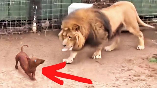 They Put a Dog in a Lion Cage No One Expected What Happened !