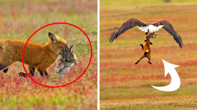 Photographer Shoots Epic Battle Between Fox And Eagle Over Rabbit  And It Gets More And More Epic Wi
