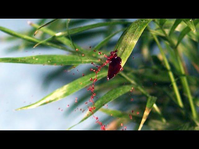 Raindrops splash down on leaves, spread pathogens among plants