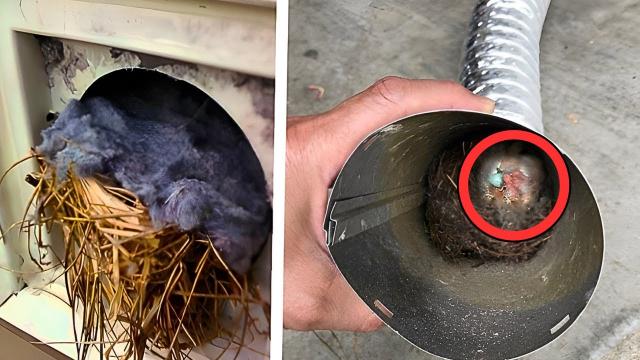 Man Thinks He Has "Bird Eggs" In His Air Shaft - He's Stunned After Realizing They Aren't Bird Eggs