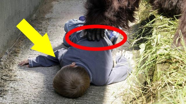 When A Boy Fell Into The Gorilla Pen At The Zoo, You Won’t Believe What The Animal Did