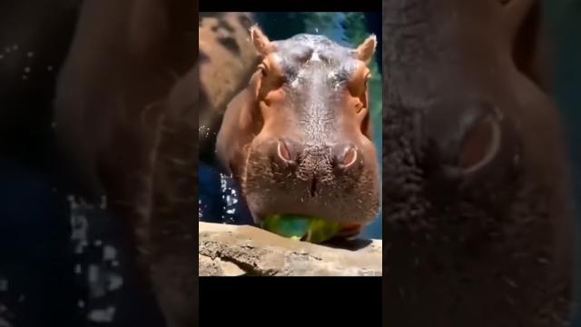 Hippo Eat Watermelon 4