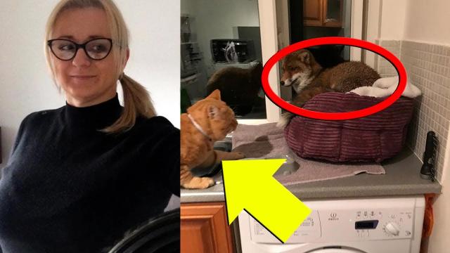 Woman Who Finds An Uninvited Guest In Her Kitchen Is Taken Aback By Her Cat's Reaction