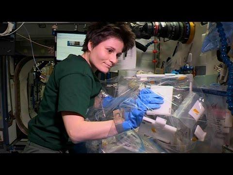 Space Station Live: Why Fruit Flies