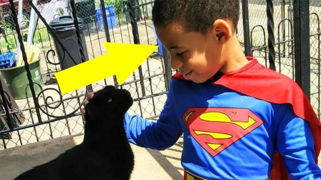 Boy Saves Homeless Cats While Dressed As A Super Hero