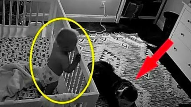 Dog Won’t Stop Licking Paws, Gut Tells Dad To Watch Baby Monitor