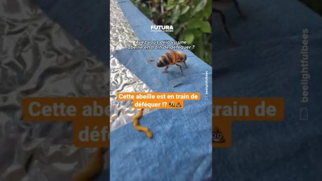 Avez-vous déjà vu une abeille en train de déféquer ?