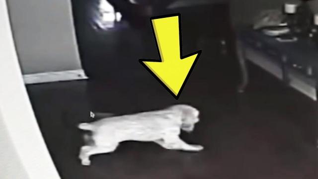 Dog Stares At Wall For Days, So Dad Sets Up A Hidden Camera