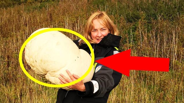 Ranger Discovers A Massive Mushroom That Feeds Over A Dozen People