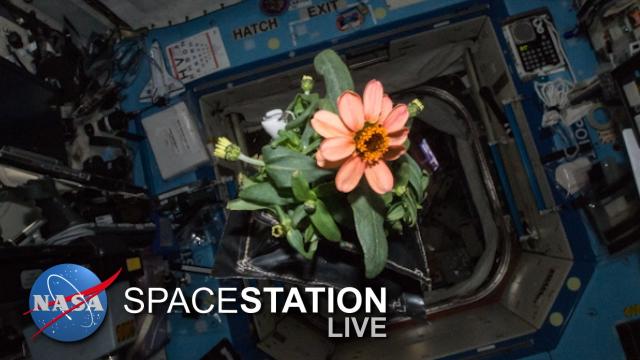 Space Station Live: Everything’s Coming up Veggie