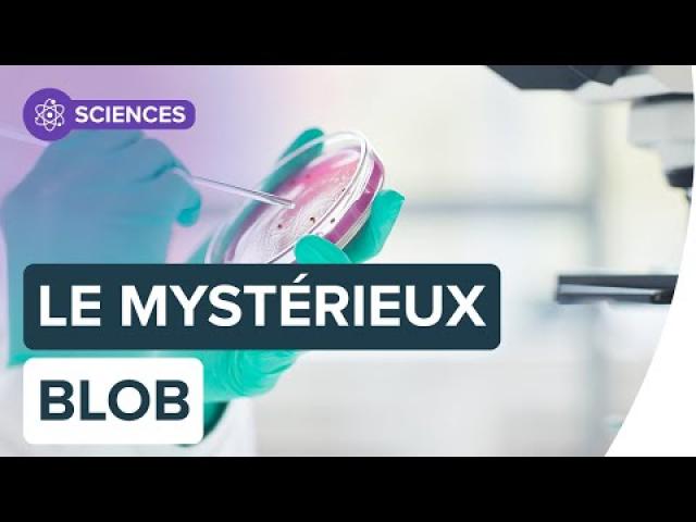 Découvrez le blob, cette drôle de gelée qui sait penser ! | Futura