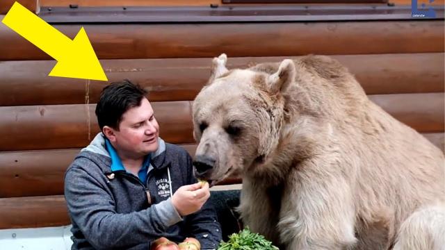 Man Raises Motherless Bear, But When He Grows Up Hunters Come Knocking