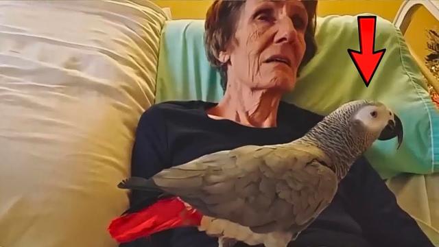 Dying Woman Says Goodbye To Parrot , But The Parrot’s Reaction Will Make You Burst Into Tears !