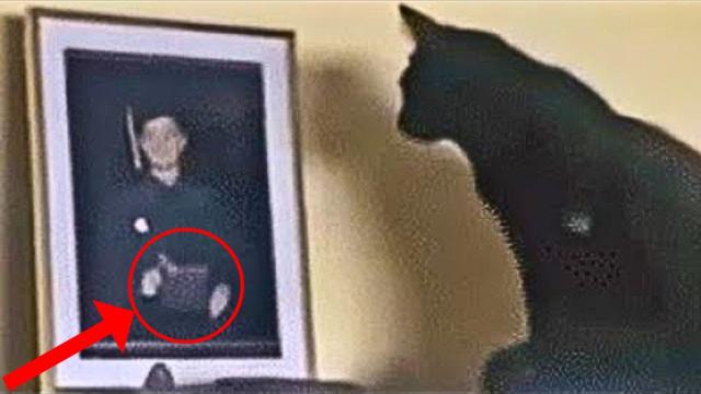 This Cat Keeps Staring At Photo, Mom Sets Up Camera