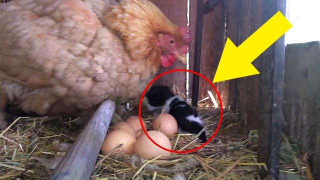 Farmer Thinks Hen Laid Egg, Then He Gets a Closer Look at What She’s Actually Protecting…
