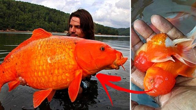 Why You Should Never Release Your Pet Goldfish Into The Wild Or Flush Them Down The Toilet
