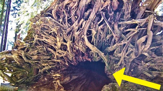 Experts Called Out To Old Tree, Then Take Closer Look At What's Beneath