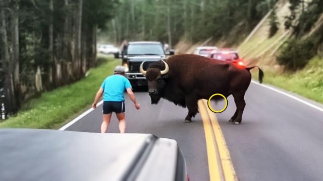 Man Tries To Get Bison Off The Road. When He Comes Closer, He Realizes Something Is Wrong