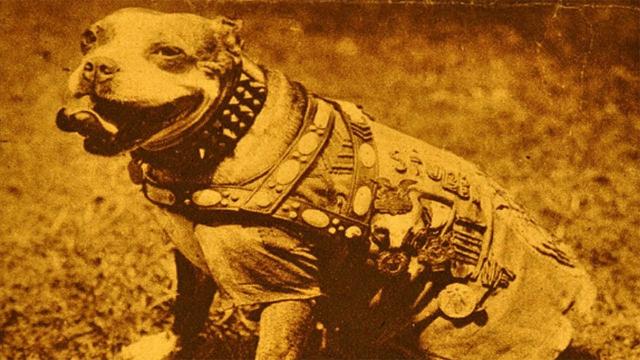 Meet America’s First War Dog & It’s Not A German Shepherd You’re Not Going To Believe This
