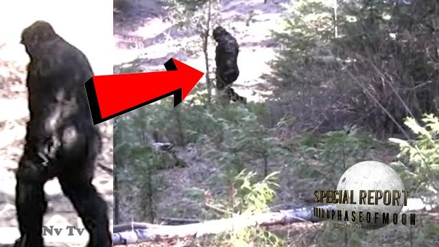 The Mystery Of Bigfoot Free Documentary! Unbelievable Footage! 2022