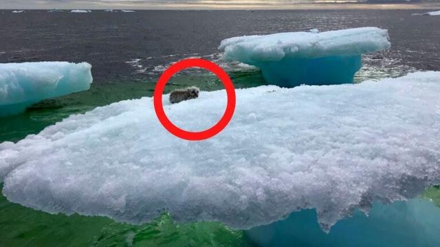 Fishermen Think They Found A Seal On A Floating Iceberg Until They Got A Closer Look