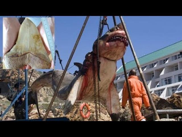 15 Ton Prehistoric Shark Captured in Pakistan