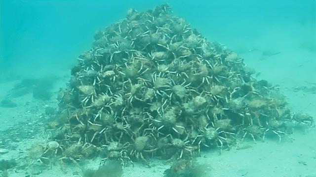 Diver Finds A Pile Of Crabs Underwater - Days Later, An Expert Says, "This Changes Everything"