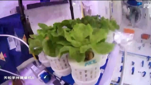 Chinese taikonauts harvest space vegetables aboard Tiangong space station