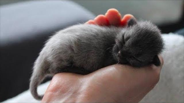 After a couple rescued a stray kitten, they were stunned when his coat started to change color