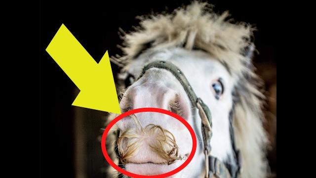 If You Ever Feel Sad, Just Remember That Horses Can Grow Moustaches !