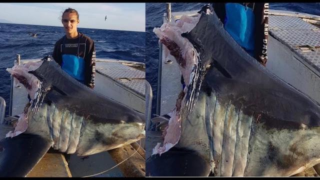 Enormous shark found with head bitten off by an even BIGGER beast off coast of Australia