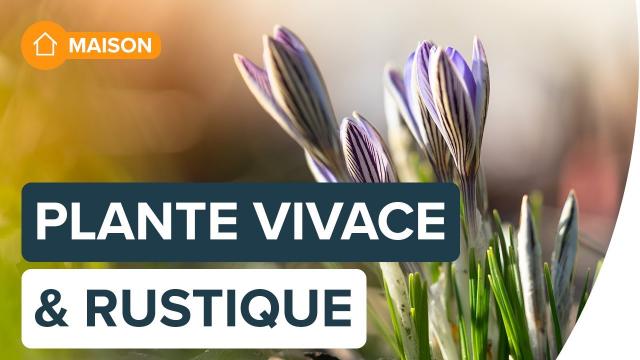 Plante vivace ou plante rustique : quelle est la différence ? | Futura