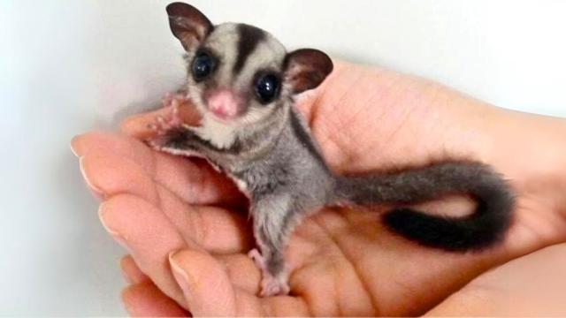 Vet Was Angry After Seeing The Animal That Was Brought To His Office